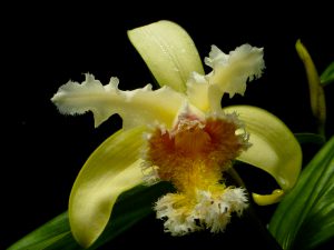 Sobralia fimbriat