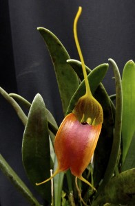 Masdevallia velifera
