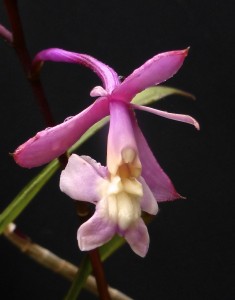 Epidendrum porpphyrea