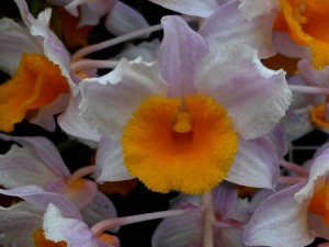 Dendrobium thyriflorum