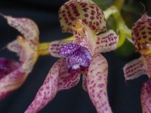 Bulbophyllum cucculatum