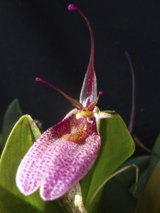Restrepia trichoglossa