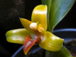Maxillaria crocea
