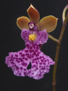 Caucaea sanguinolenta