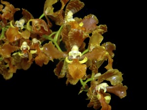 Gomesa widgrenii
