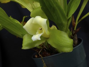 Lycaste macrophylla var. alba