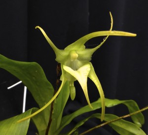 Aeranthes ramosa