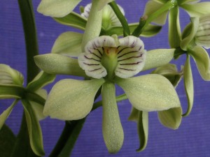 Anacheilium radiatum