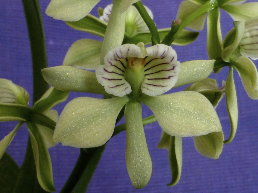 Nature's Orchids Orchid Species Preservation Foundation