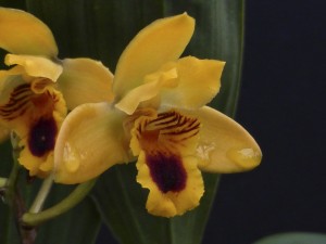 Bifrenaria vitellina
