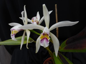 Cattleya iricolor