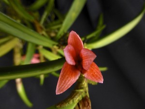 Ceratostylis rubre