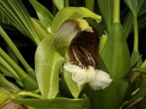 Coelogyne speciosa