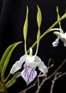 Dendrobium antennatum