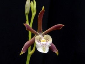 Encyclia gradida