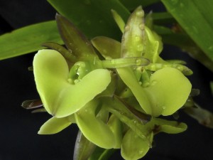 Epidendrum coriifolium