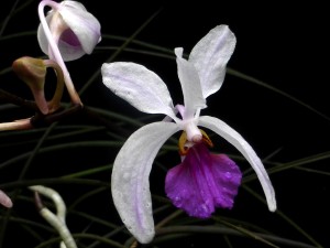 Holcoglassum kimballianum