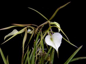 Brassavola nodosa 'Oliver'
