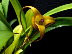 Masdevallia fractiflexa