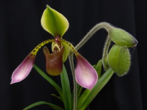Paphiopedilum lowii