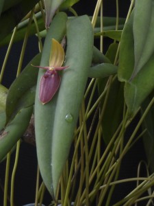 Pleurothallis ascera