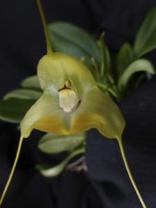 Masdevallia sanctae-inesae
