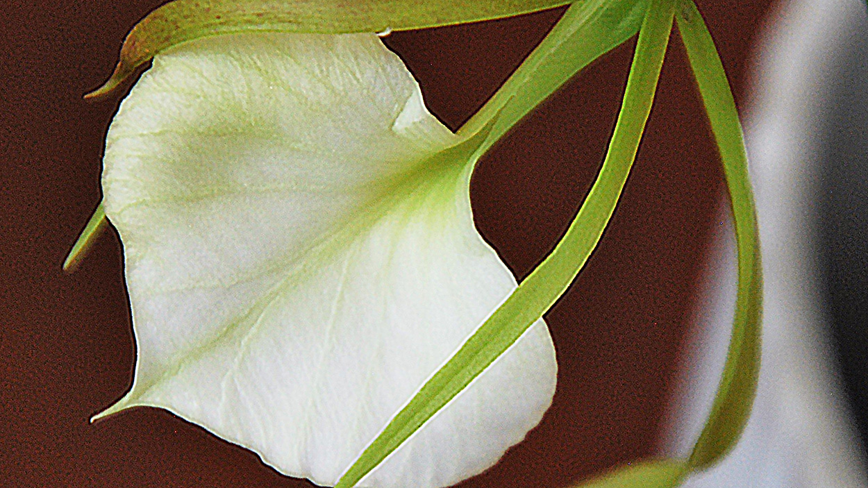 Brassavola 'Little Stars' (hybrid)