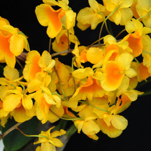 Den lindleyi square crop Den lindleyi, a yellow and orange orchid