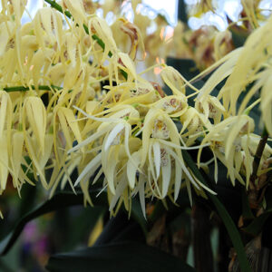 Den terrestre square crop Dendrobium terrestre, a cream orchid with red spots